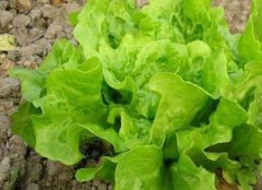防控病蟲害不一定非得噴灑農(nóng)藥，還可以？